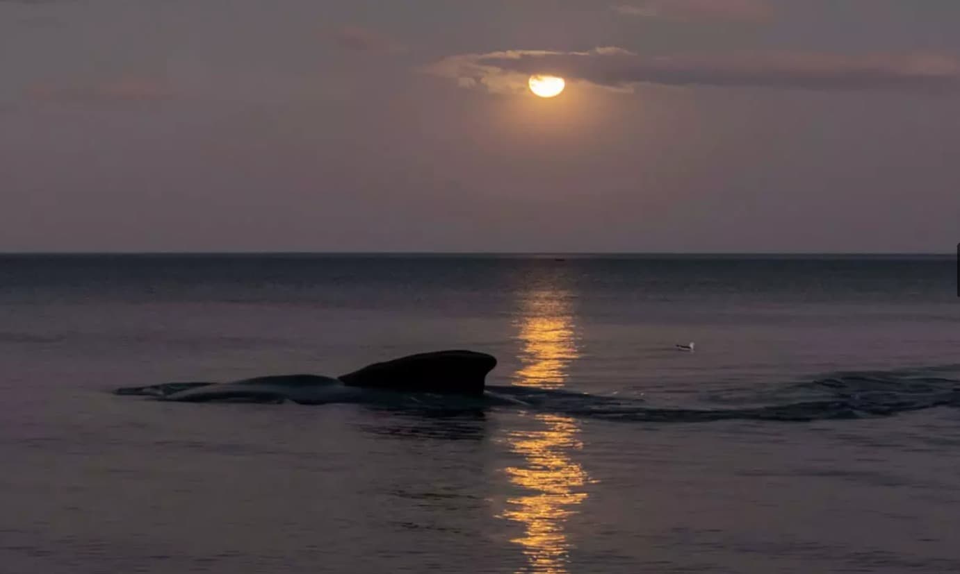 PUERTO MADRYN: BALLENAS & LUNA LLENA EN EL DORADILLO